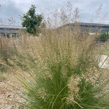 Sand Dropseed- Native